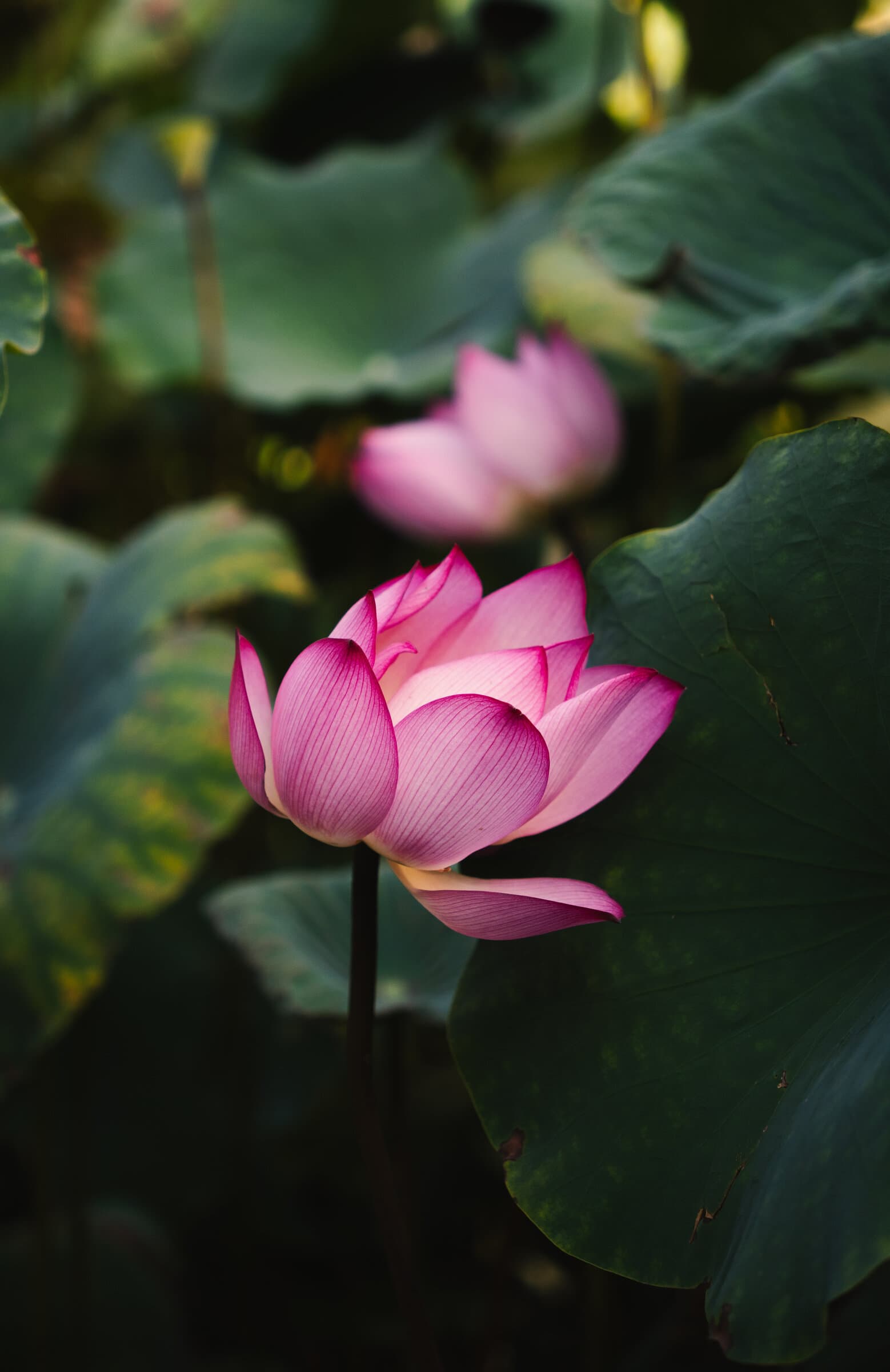 Pink lotus flower in bloom